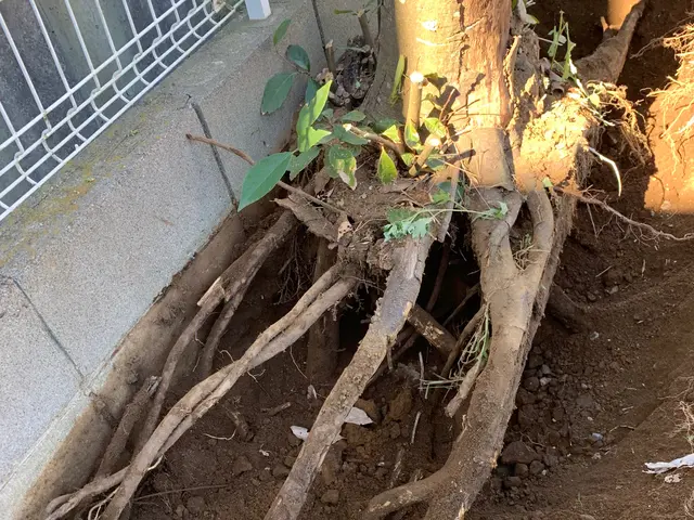 どんな木でもお任せください！◆千葉市発◆お立ち会い不用！サービスの画像