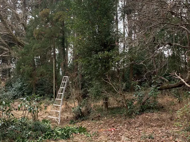 どんな木でもお任せください！◆千葉市発◆お立ち会い不用！サービスの画像