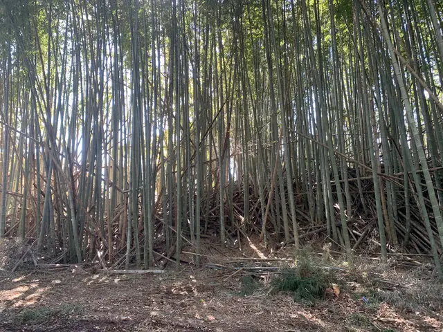 どんな木でもお任せください！◆千葉市発◆お立ち会い不用！サービスの画像