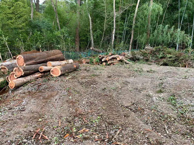 どんな木でもお任せください！◆千葉市発◆お立ち会い不用！サービスの画像