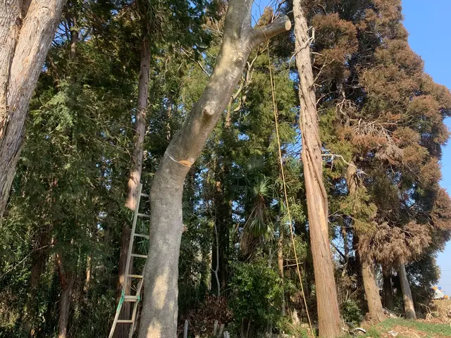 どんな木でもお任せください！◆千葉市発◆お立ち会い不用！サービスの画像