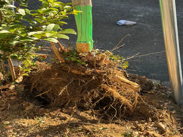 お庭や空き地の伐採・抜根【浜松市（天竜区除く）、湖西市、磐田市】サービスの画像