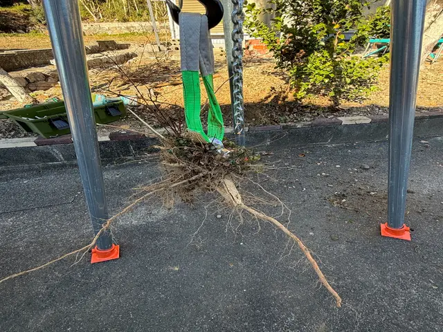 お庭や空き地の伐採・抜根【浜松市（天竜区除く）、湖西市、磐田市】サービスの画像