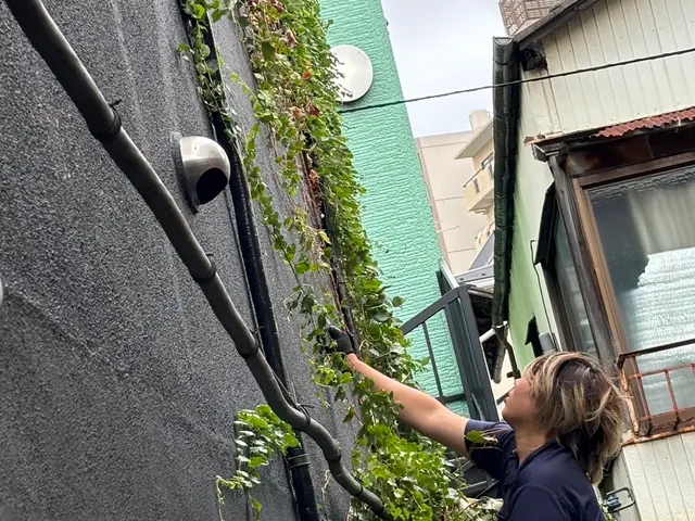 見栄え悪いツタ僕らが倒します！！サービスの画像