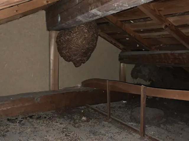 ★20年以上の経験★●クレジットカード払いOK●巣の撤去までお任せください！サービスの画像