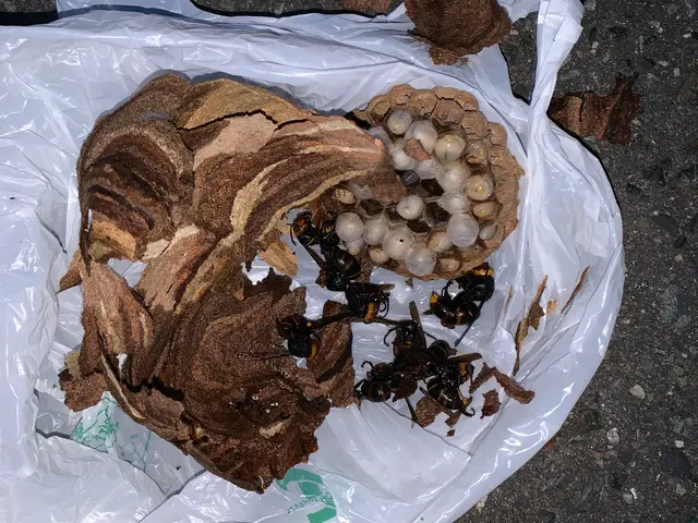 ★20年以上の経験★●クレジットカード払いOK●巣の撤去までお任せください！サービスの画像