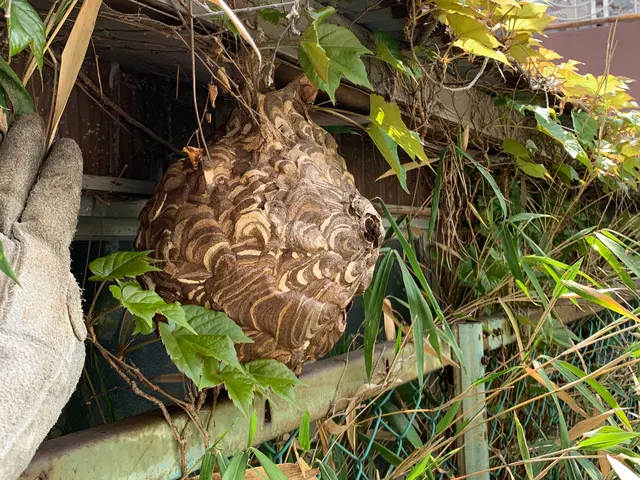 ★20年以上の経験★●クレジットカード払いOK●巣の撤去までお任せください！サービスの画像