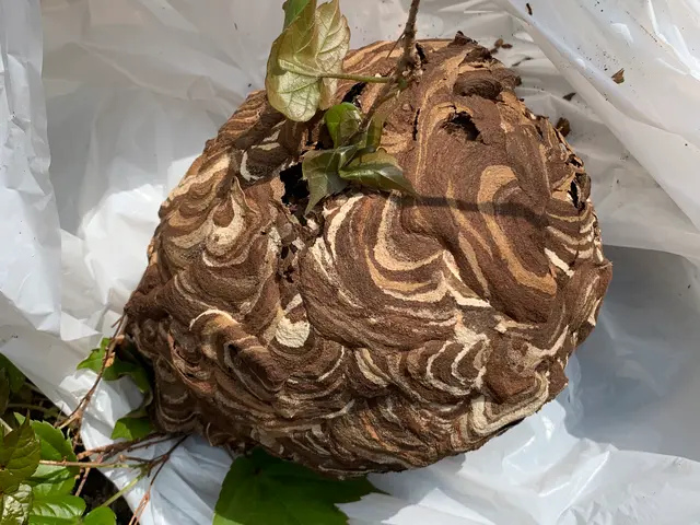 ★20年以上の経験★●クレジットカード払いOK●巣の撤去までお任せください！サービスの画像