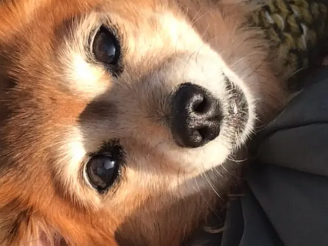 こやさんテレビ【出張撮影　カメラマン】可愛いペット撮影お任せください！