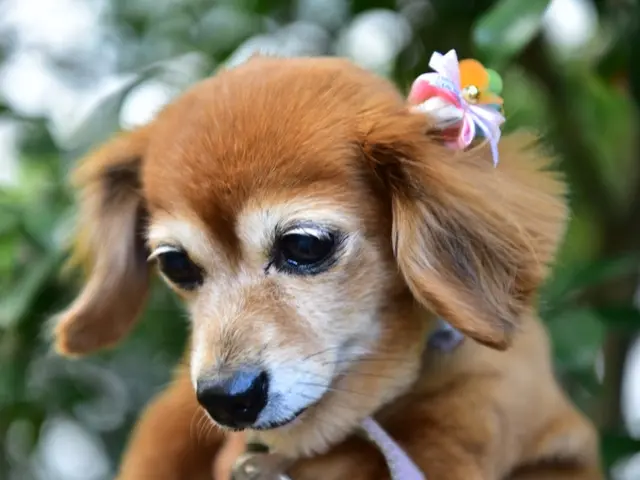 こやさんテレビ【出張撮影　カメラマン】可愛いペット撮影お任せください！