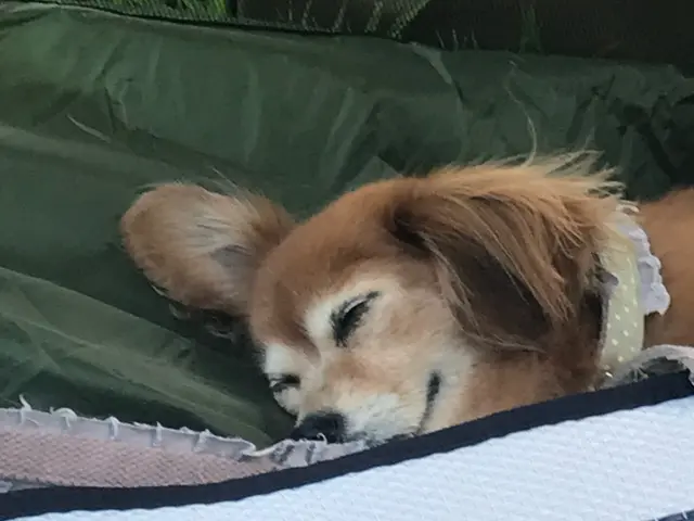 こやさんテレビ【出張撮影　カメラマン】可愛いペット撮影お任せください！