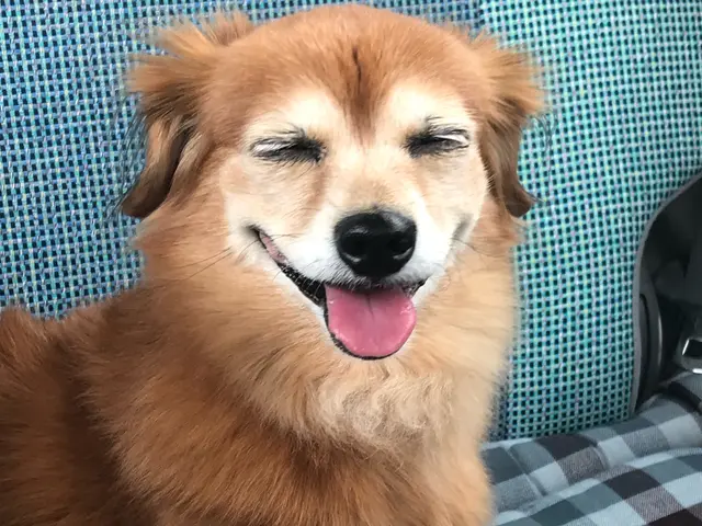 こやさんテレビ【出張撮影　カメラマン】可愛いペット撮影お任せください！