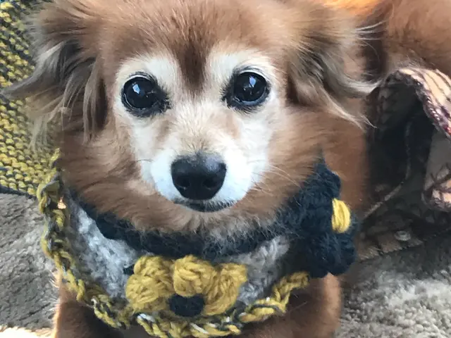 こやさんテレビ【出張撮影　カメラマン】可愛いペット撮影お任せください！