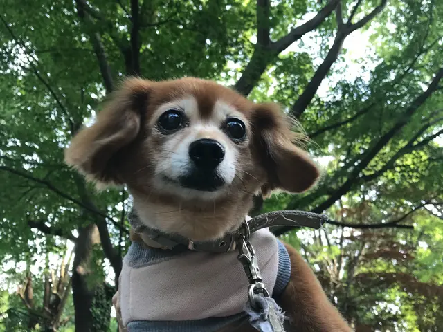 こやさんテレビ【出張撮影　カメラマン】可愛いペット撮影お任せください！