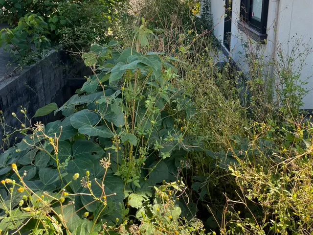 草刈りでスッキリなお庭を！！サービスの画像