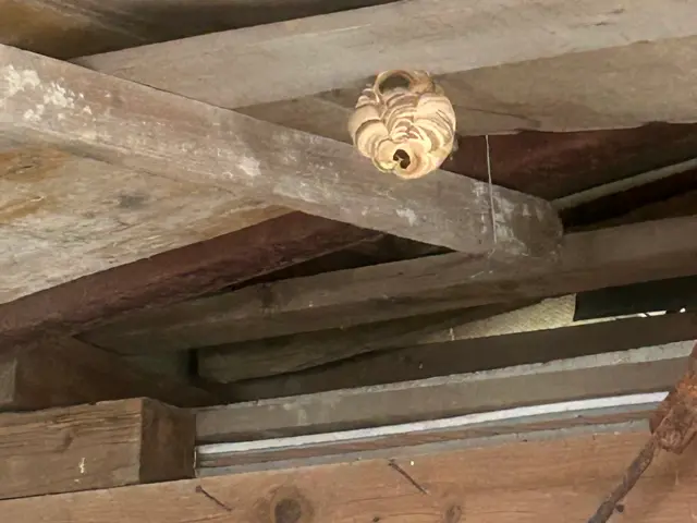 ☆ご覧頂きましてありがとうございます☆蜂の巣駆除おまかせください☆サービスの画像