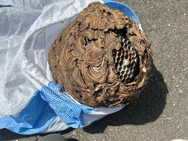 ☆ご覧頂きましてありがとうございます☆蜂の巣駆除おまかせください☆サービスの画像