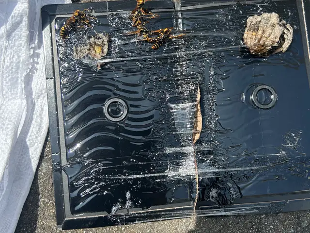 ☆ご覧頂きましてありがとうございます☆蜂の巣駆除おまかせください☆サービスの画像