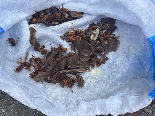 ☆ご覧頂きましてありがとうございます☆蜂の巣駆除おまかせください☆サービスの画像