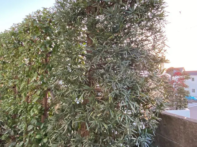 バリカンを使ってカット、ハサミを使って丁寧な剪定。お客様の好みで対応します。サービスの画像