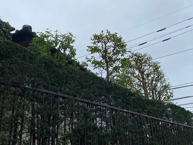 バリカンを使ってカット、ハサミを使って丁寧な剪定。お客様の好みで対応します。サービスの画像