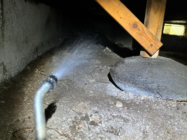 黒アリ、白アリサービスの画像