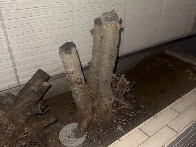 植木の伐採・抜根サービスの画像