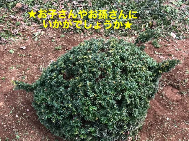 【速い作業・適正な価格・綺麗な仕上り】◉庭木をサッパリ、すっきりしませんか◉サービスの画像