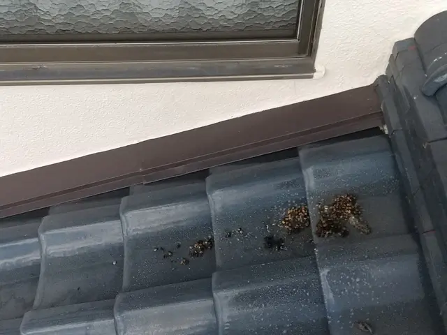 福島市のハクビシンやネズミなぉど害獣駆除承ります。サービスの画像