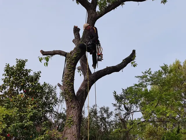 処分費コミコミ！【電気チェーンソー作業可】騒音対策OK！◆損害保険加入済み◆サービスの画像