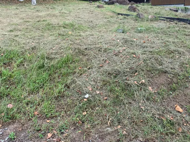 草刈りシーズン突入！早めの対処で安心快適にお過ごしください。サービスの画像