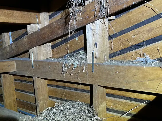 ダニ駆除＋ハウスクリーニング《男女各1名派遣》サービスの画像