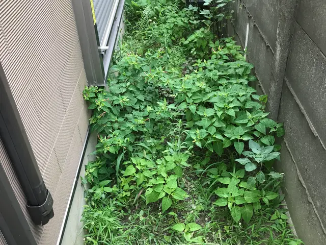 若さとやる気！元気に草むしり♪クレジットカード対応☆神奈川県♪サービスの画像