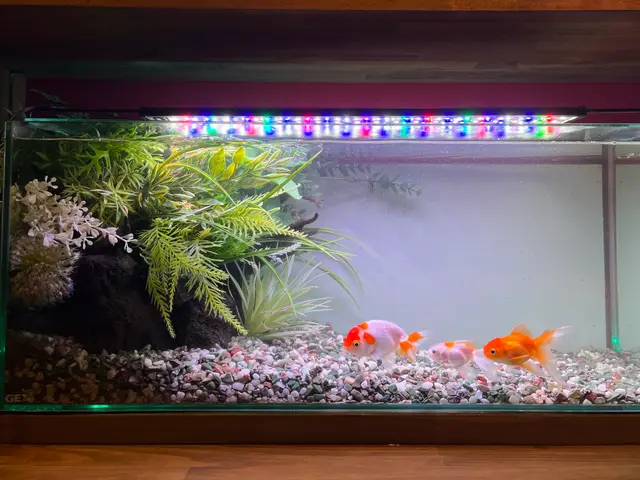 水槽レンタル業者ですので、企業様、店舗様、個人宅まで幅広く対応可能です。サービスの画像