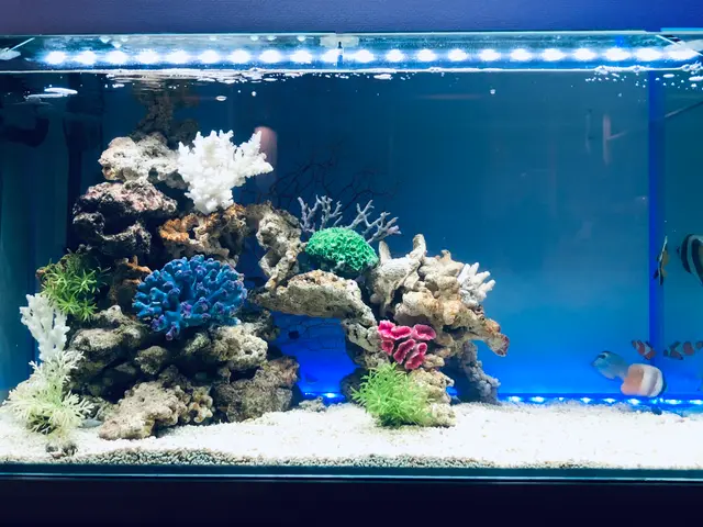 水槽レンタル業者ですので、企業様、店舗様、個人宅まで幅広く対応可能です。サービスの画像