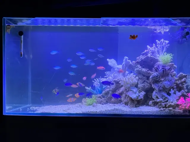 水槽レンタル業者ですので、企業様、店舗様、個人宅まで幅広く対応可能です。サービスの画像