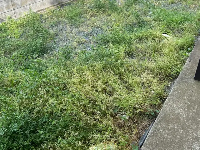 「心をこめて、一本一本。」 手作業だからこそできる、丁寧な草むしり。サービスの画像