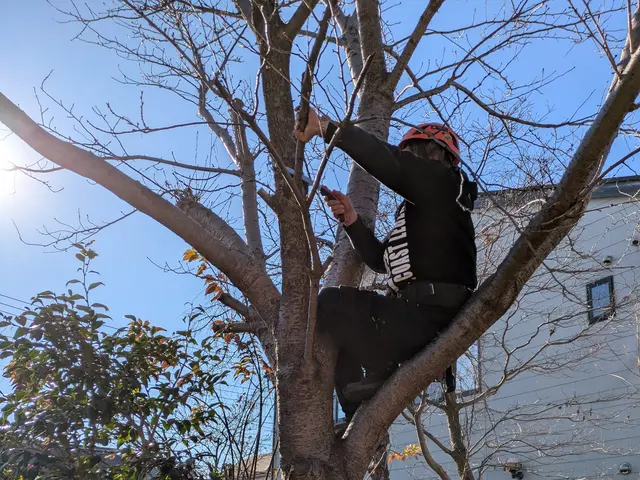 1月新出店◎造園・園芸33年Climbing剪定のArtistです【東久留米市】サービスの画像