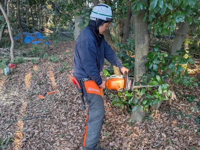 1月新出店◎造園・園芸33年Climbing剪定のArtistです【東久留米市】サービスの画像