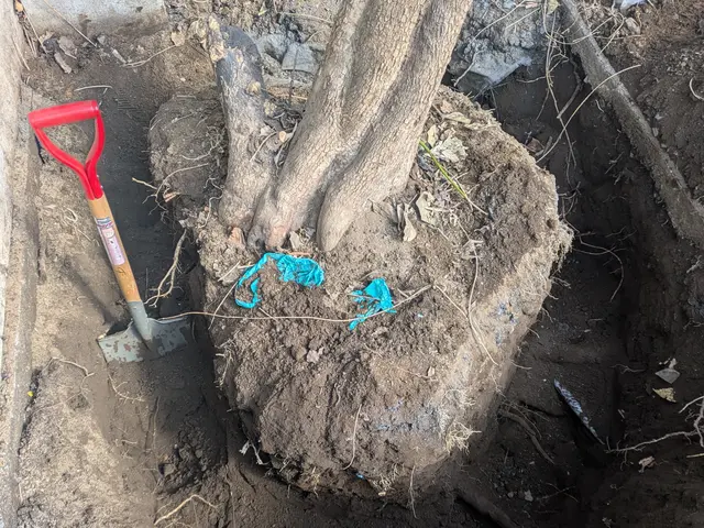 Jan.Debut【東京都指定庭師】・東久留米市在住。匠の技をご堪能ください。サービスの画像