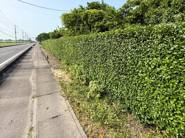 生垣の剪定おまかせ便｜庭の緑を美しく整えます！サービスの画像