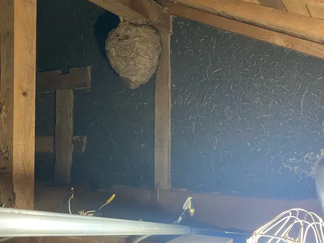 蜂駆除、空巣撤去・屋根裏や壁中の難所も対応しています。サービスの画像