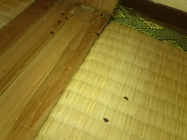 いすみ市から伺います！トコジラミ駆除実績200件以上！作業外注一切ありません。サービスの画像