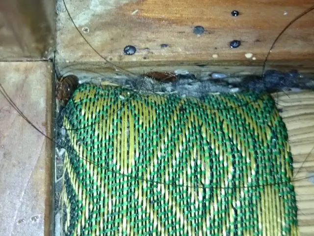 いすみ市から伺います！トコジラミ駆除実績200件以上！作業外注一切ありません。サービスの画像