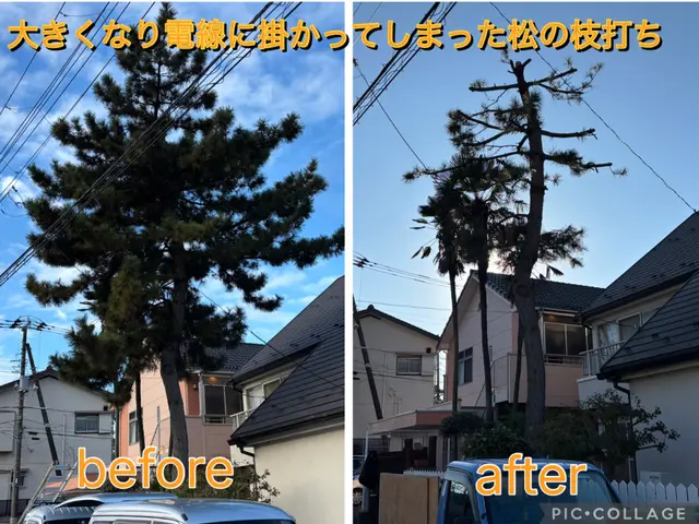 大きくなり過ぎた庭木もお気軽にご相談下さいサービスの画像