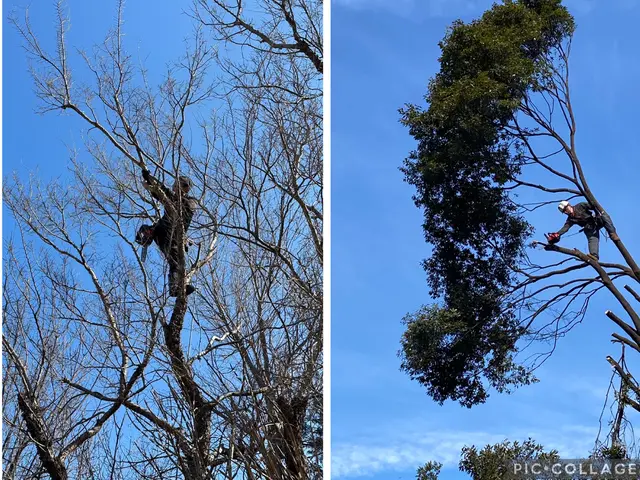 大きくなり過ぎた庭木もお気軽にご相談下さいサービスの画像