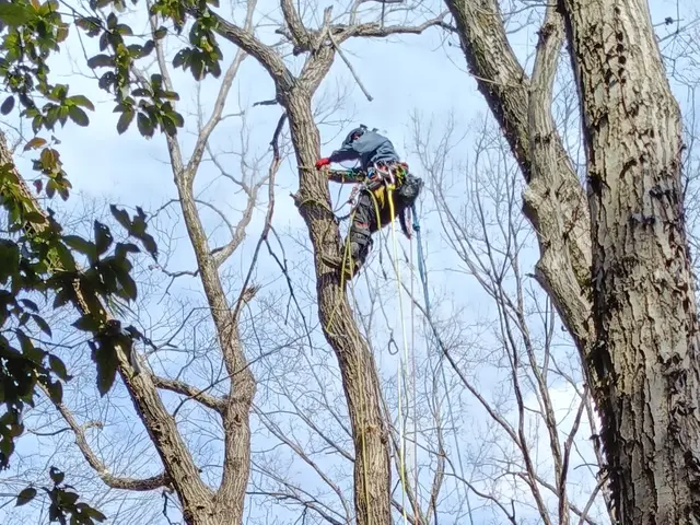 小さな庭木から数十メートルの高木まで丁寧に対応致します。各種資格実務経験ありますサービスの画像