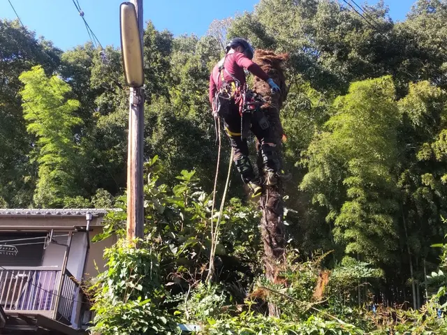 小さな庭木から数十メートルの高木まで丁寧に対応致します。各種資格実務経験ありますサービスの画像