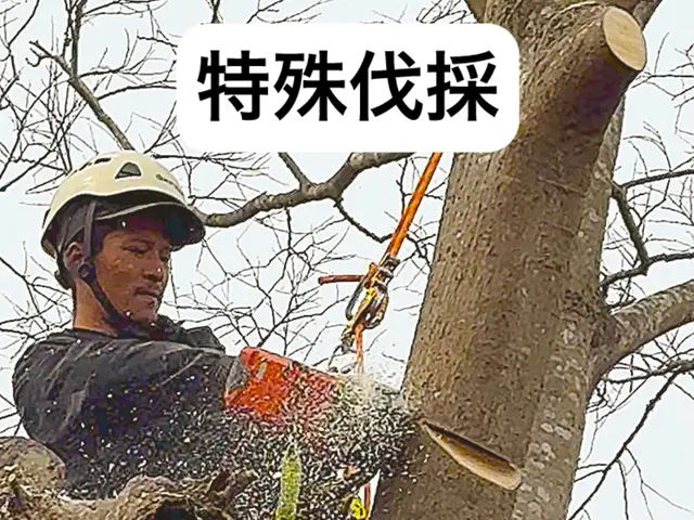 特殊伐採の専門家｜高木・危険木の伐採承ります【低木も対応可】サービスの画像