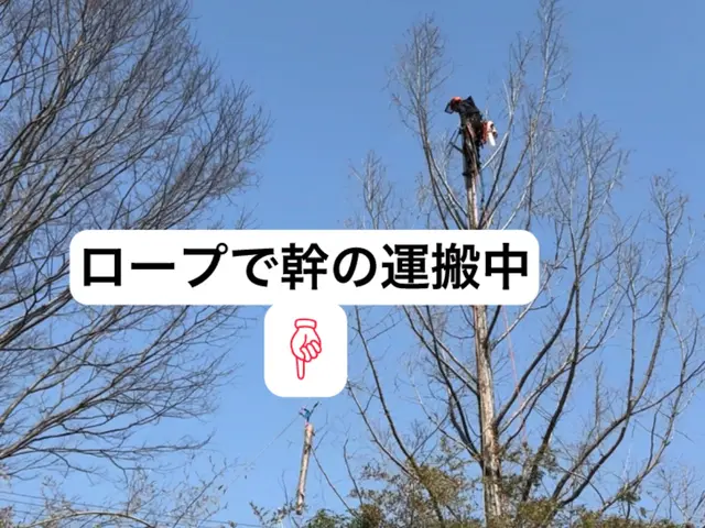 特殊伐採の専門家｜高木・危険木の伐採承ります【低木も対応可・神社様の伐採経験有】サービスの画像